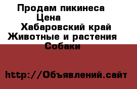 Продам пикинеса  › Цена ­ 8 000 - Хабаровский край Животные и растения » Собаки   